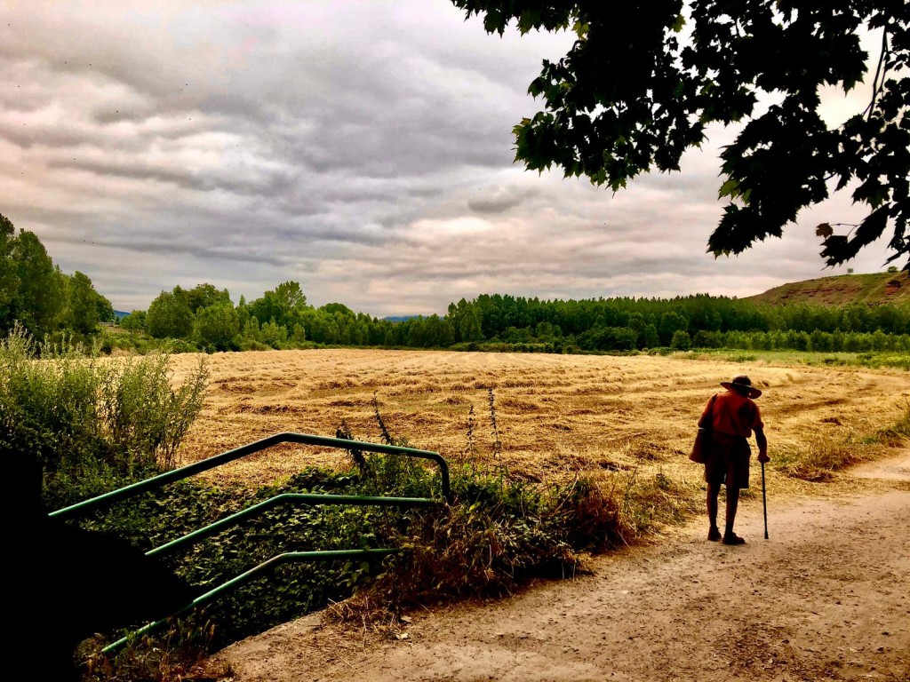 Carlos Salas. Caminante en campo de cebada. Nájera. La Rioja